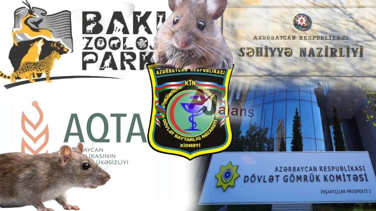Azərbaycana gətirilən minlərlə siçan-siçovulda HANTAVİRUS TƏHLÜKƏSİ VARMI?