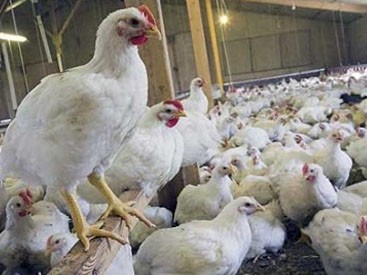 Azərbaycanda hormonlu broyler toyuqları yetişdirilir? - RƏSMİ AÇIQLAMA