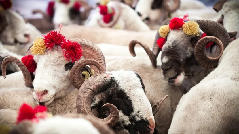 Qurbanlıq heyvanların satışı və kəsiminə nəzarət gücləndirilir