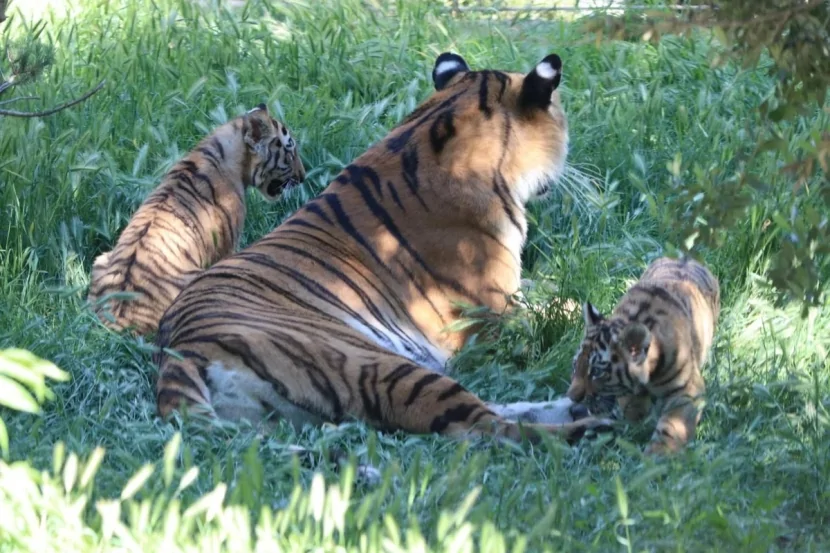 Bakı Zooloji Parkında pələngin iki balası oldu - FOTO