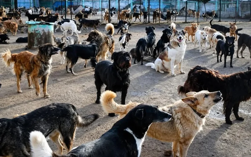 Masallıda vəzifəli şəxslər it yeminin pulunu da mənimsəyiblər