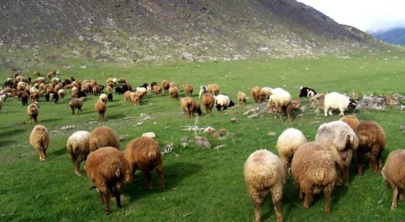 Azərbaycanın diri heyvan idxalı kəskin azaldı